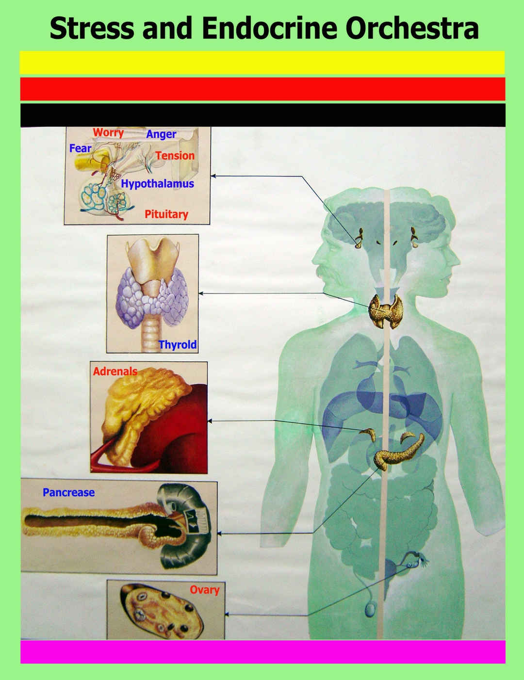 Medical wing exhibition (english) - 4