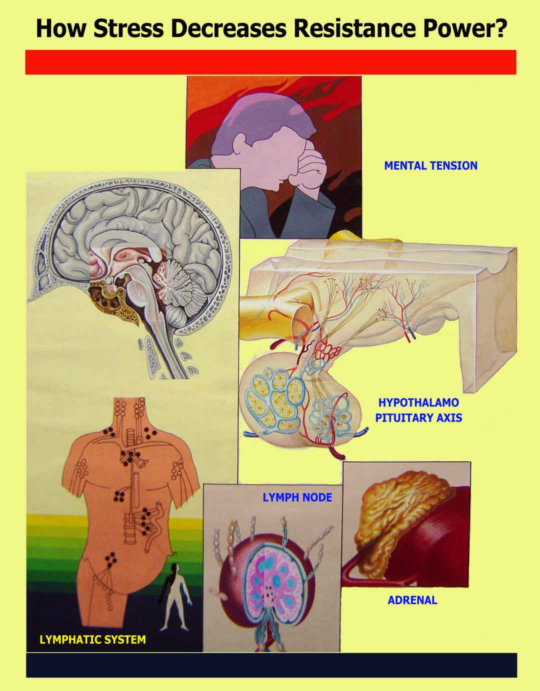 Medical wing exhibition (english) - 6