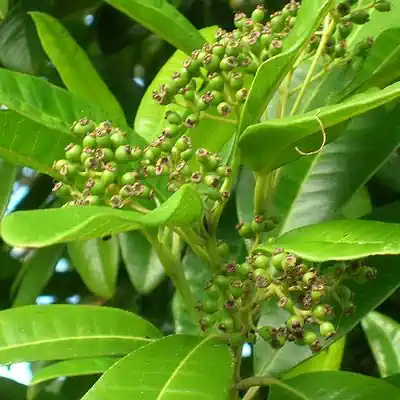 All Spice Plant​