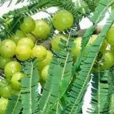 Amla » Brahma Kumaris | Official