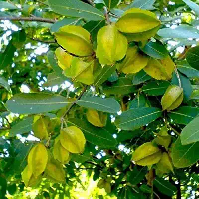 Arjuna trees