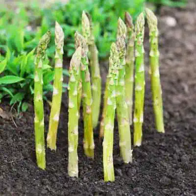 Asparagus Kalptaruh