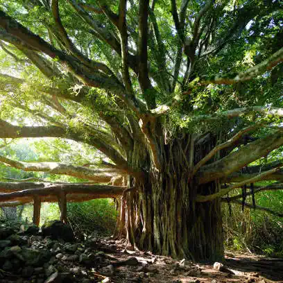 Bargad Tree » Brahma Kumaris | Official