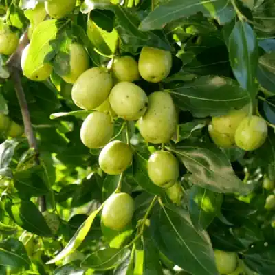 Ber Tree