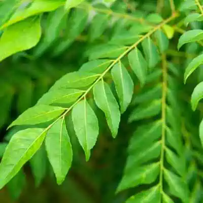 Curry Leaf