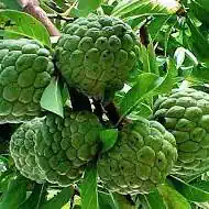 Custard apple tree