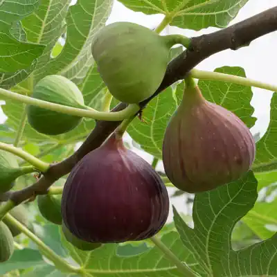 Fig tree kalp taruh