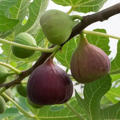 Fig Tree Kalp Taruh
