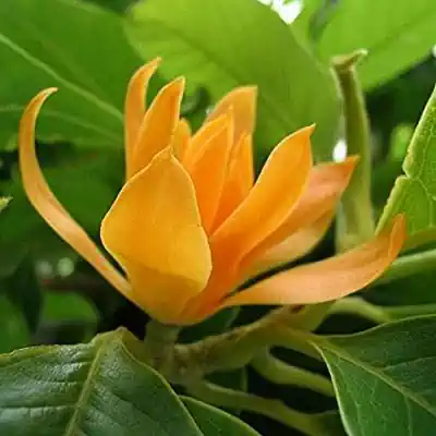 Golden Champa ​