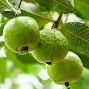 Guava - brahma kumaris | official
