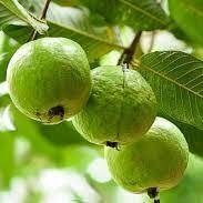 Guava