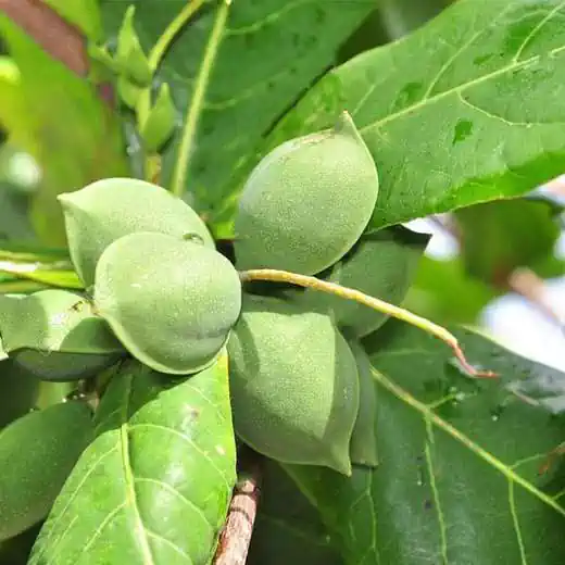 Indian badam