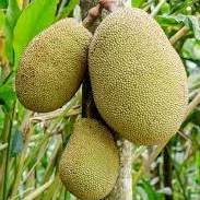 Jack Tree - Kalp Taruh