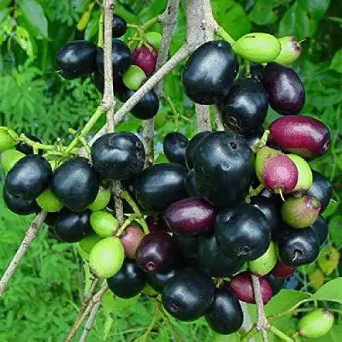 Jamun