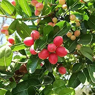 Karonda Tree » Brahma Kumaris | Official