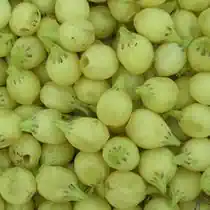 Mahua Tree