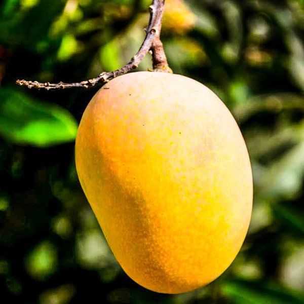 Mango fruit - kalp taruh
