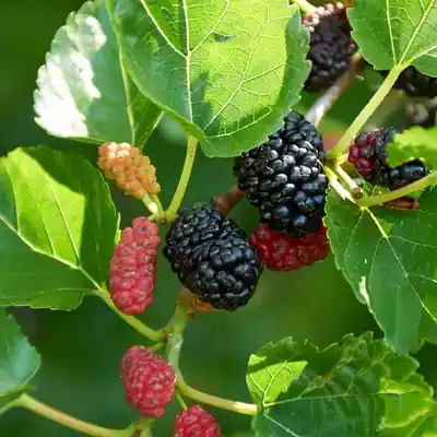 Mulberry tree