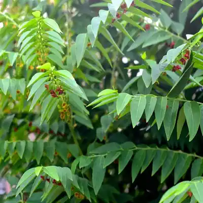 Multivitamin Tree