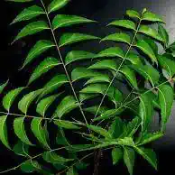 Neem » Brahma Kumaris | Official