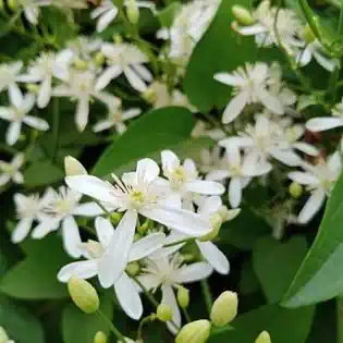 Night blooming jasmine