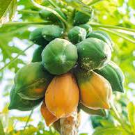 Papaya - Kalptaruh