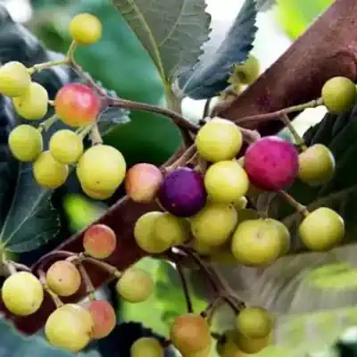 Phalsa tree kalptaruh