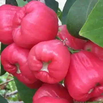 Rose Apple