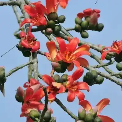 Silk cotton trees