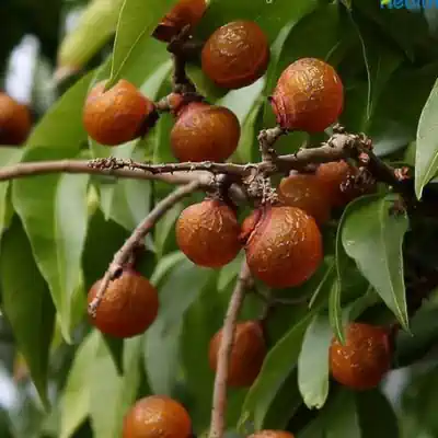 Soapnut Kalp taruh