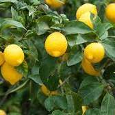 lemon » Brahma Kumaris | Official