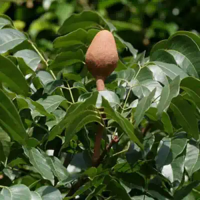 Mahogany tree