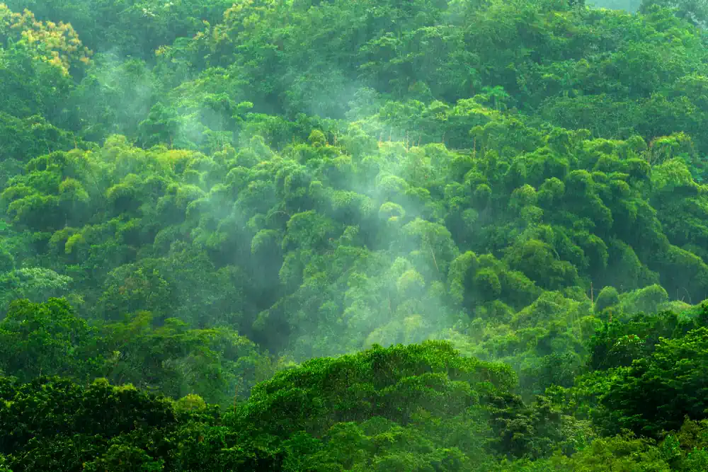 Deforestation