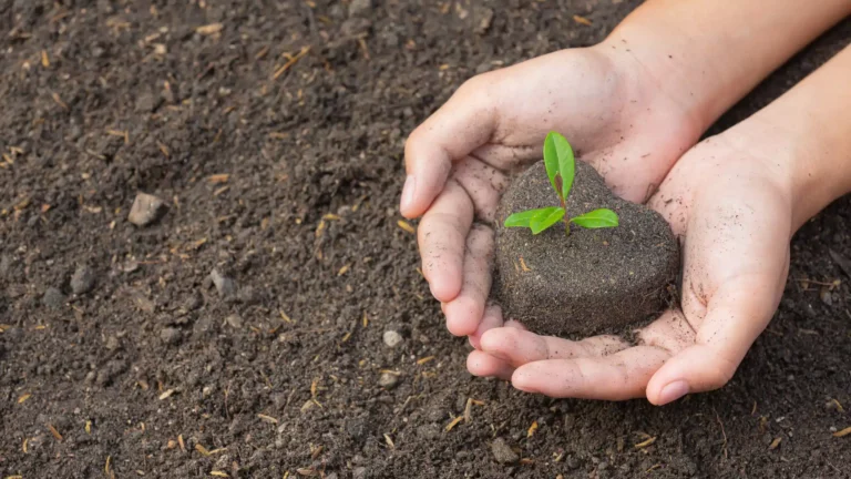 One person one plant - brahma kumaris | official