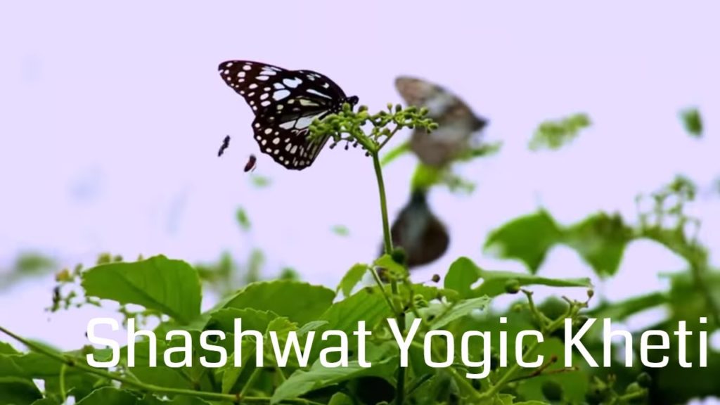 Shashwat yogic kheti | ep 29 | rajyog ka prayog | bk laxmi | agriculture