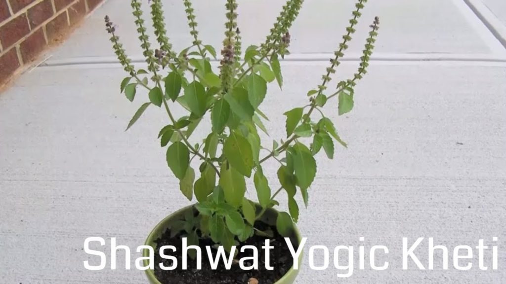 Shashwat yogic kheti | ep 47 | satvik ann ka mahatva | bk jamila | agriculture