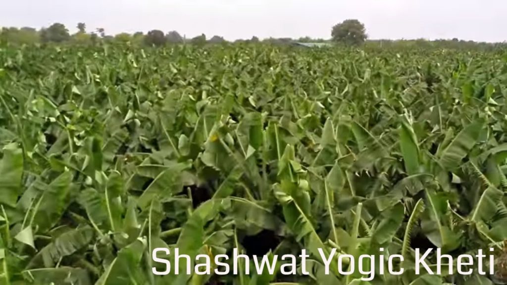 Shashwat yogic kheti | ep 95 | shrestha sankalpoan se safalta | bk shakti | agriculture