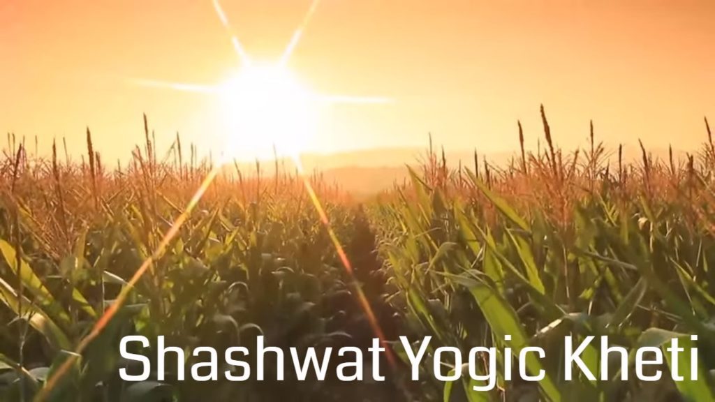 Shashwat yogic kheti | ep 9 | rajyog se fasal sanrakshan | bk manisha | agriculture