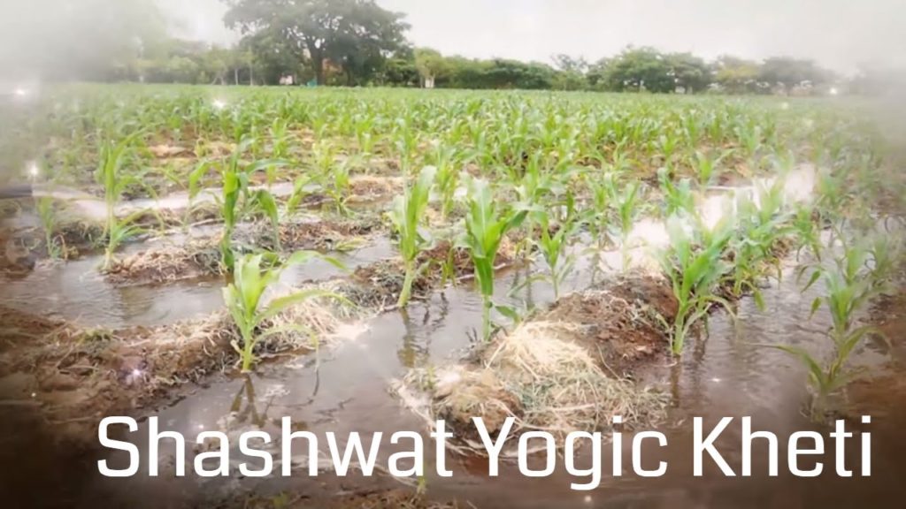 Shashwat yogic kheti | ep 07 | prakruti se sambandh | bk manisha | agriculture