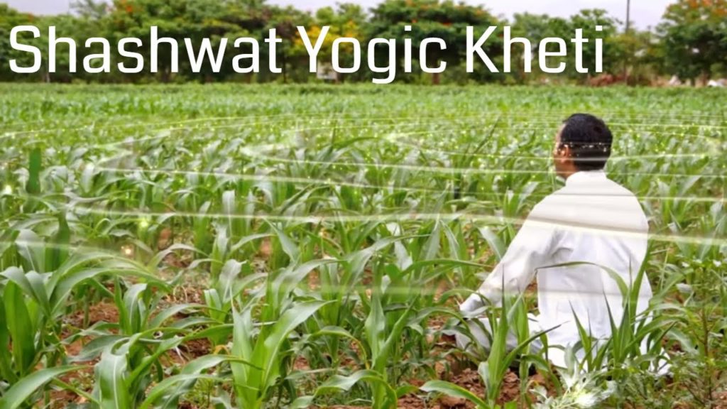 (hindi) social - shashwat yogik kheti 2 brahma kumaris | official Shashwat yogic kheti | ep 71 | yog se karmo mein kushalta | bk prachi | agriculture