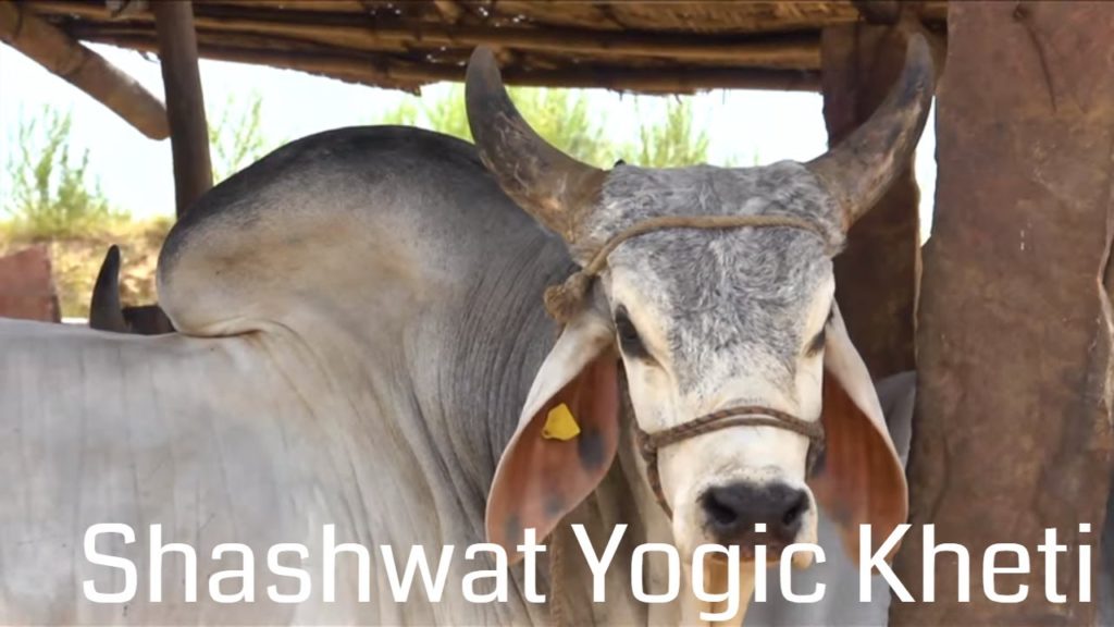(hindi) social - shashwat yogik kheti 5 brahma kumaris | official Shashwat yogic kheti | ep 25 | deshi gay ka sanrakshan harsha dave | agriculture