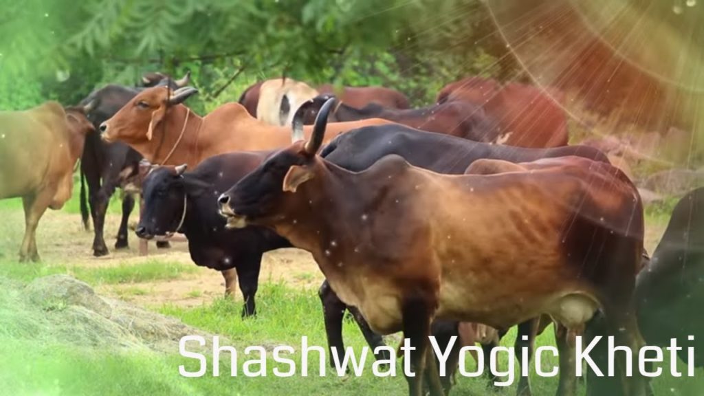 Shashwat yogic kheti | ep 89 | pashudhan se bhavanatmak sambandh | dr. Manoj